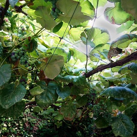 La Maisonette Et Son Jardin ヴェネツィア エクステリア 写真